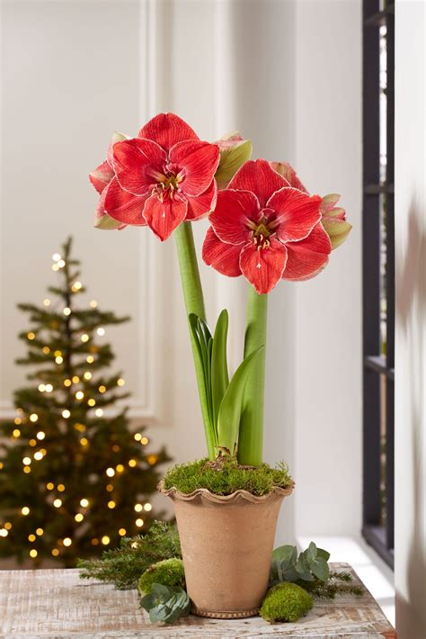 The Art of Growing and Caring for Magical Touch Amaryllis